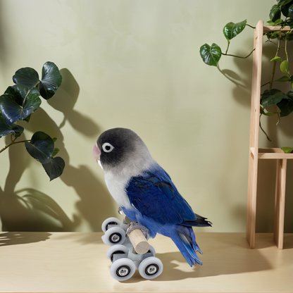 Jouet pour Oiseaux avec Roulettes Patins à  Roulettes Pour Perroquets  Personnalisé avec Lettre Gravé